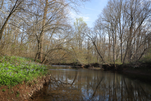 Finding calm in the storm.   A beautiful morning walk along the Bull Run through a haze of bluebells