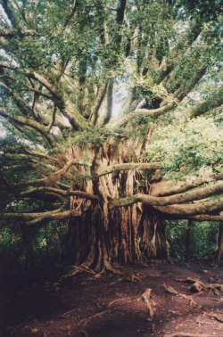 inferior:Maui, Hawaii by Matt Bower