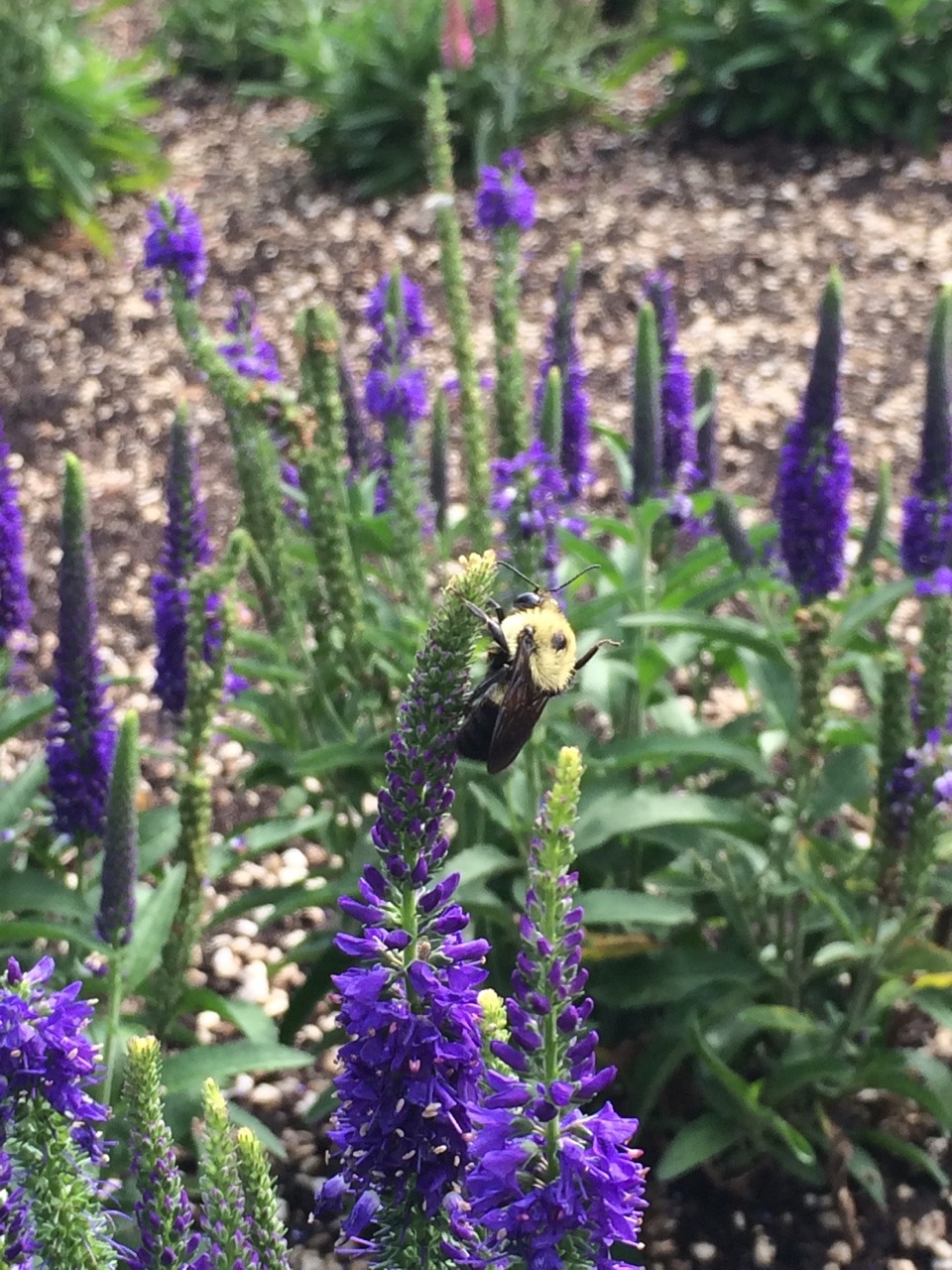 dailyplantfacts:  Veronica is the largest genus in the family Plantaginaceae, with