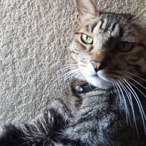 #cat #catnip #fatcat #crazycathttps://www.instagram.com/p/Bl6AzFanZO7/?utm_source=ig_tumblr_share&