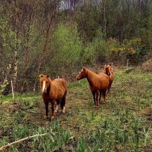 Met these guys on my travels, three Kerry Bog Ponies, one of Ireland&rsquo;s native horse breeds