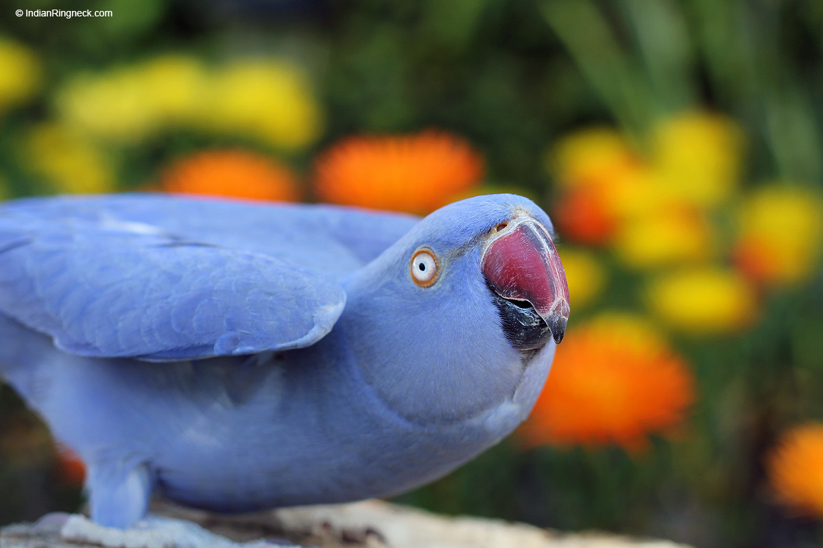 when ringneck parakeets do the  ʘ  v  ʘ