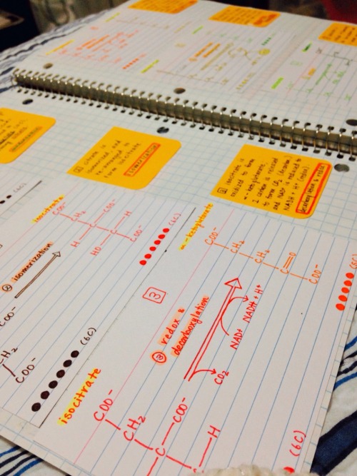 studyorcry:  asimhasan:  princealonzo:  grxeek:  studyorcry:  11.4.15 // finished my bio notes on the citric acid cycle!! ☺️  LOVE  I hate ppl who’s notes are this neat  omg can I borrow your notes studyorcry  gonna be learning about this in a few