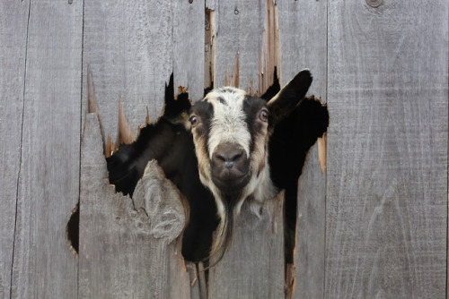 nighswander: Goats looking out a hole in a barn in Gilmanton, New Hampshire