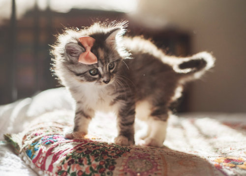 cat-parlour:  Little Marceline ♡ 