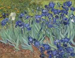 mauveflwrs:  Vincent van Gogh - Irises (1889) 