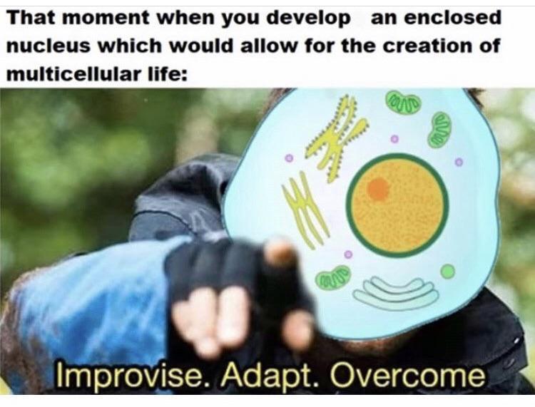 Improvise, adapt, overcome : r/memes