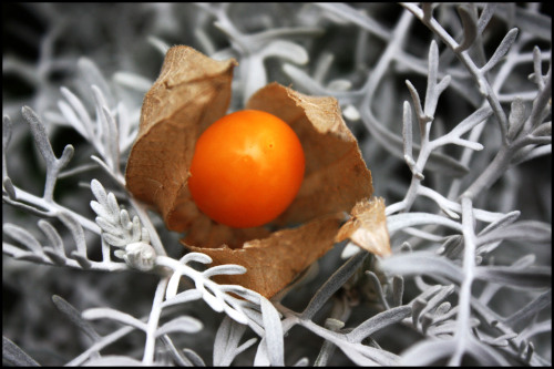 Uvilla Uvilla is a fruit that is indigenous to high altitude South America, though now is cultivated