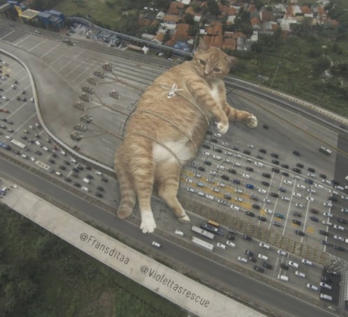 catsbeaversandducks: Catzillas: Giant Cats In Urban Landscapes Indonesian artist Fransdita Muafidin 