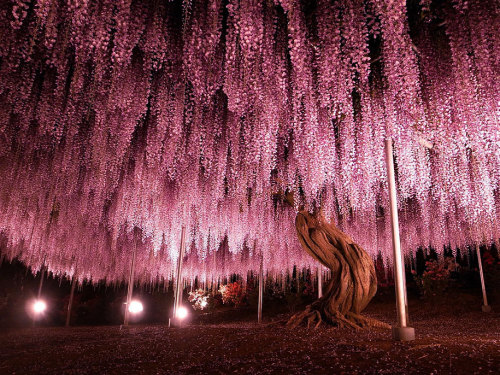 daily-biology:  144-Year-Old Wisteria, Largest In Japan. By: Y-fu [915×686]
