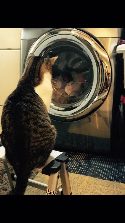 oncelostinwonderland:This is son… He doesn’t trust the washing machine. He sits in fron