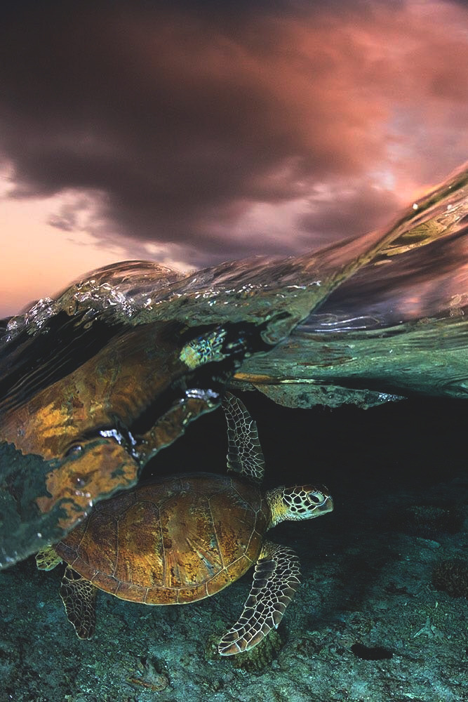 wicked-naughty-diva:  lsleofskye:  Untitled | jordan_robins  My spirit animal.  🐢🐢🐢