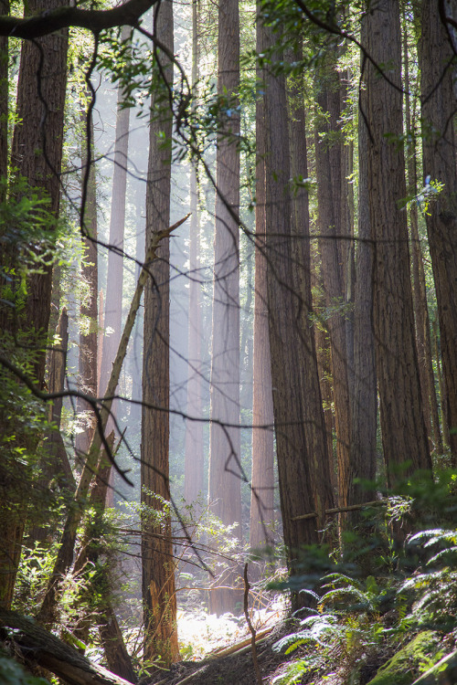 ulvdell: John Muir Woods, California, june 2016. Amazing place!