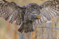 Great Grey Owl