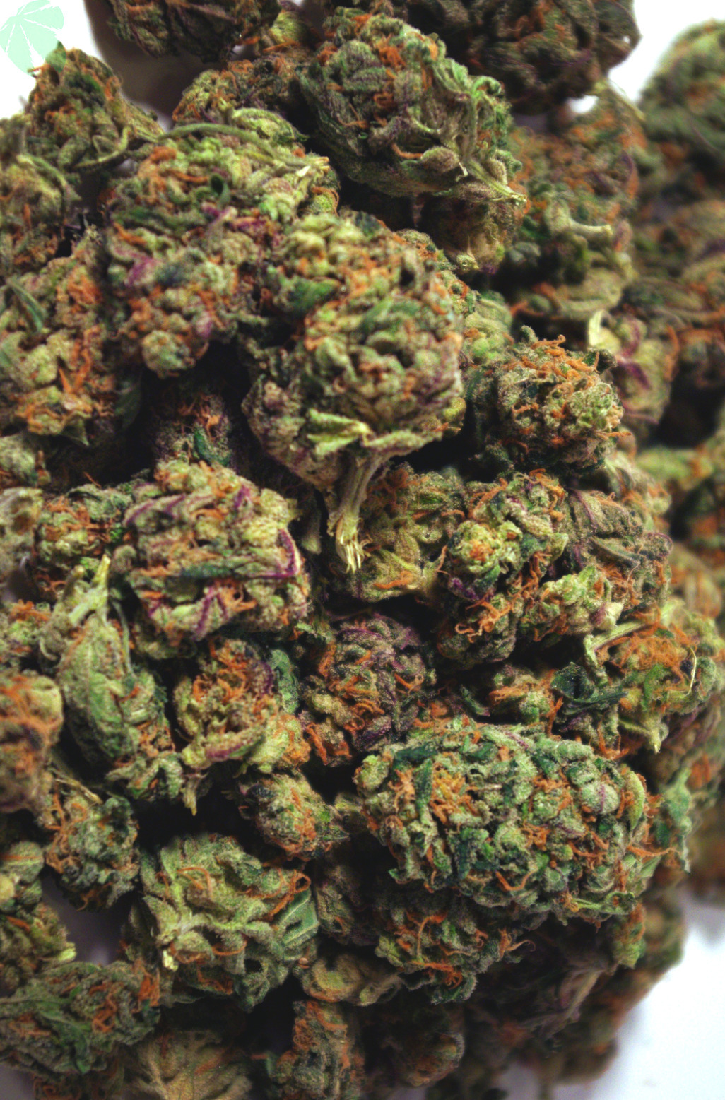 Grow Weed. Smoke Weed.