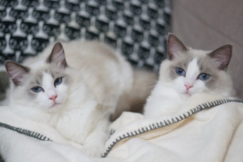 inujoon: My two princesses.  Lisa(right) and Saya(left) 