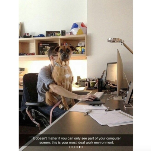 babyanimalgifs:  Dog snaps