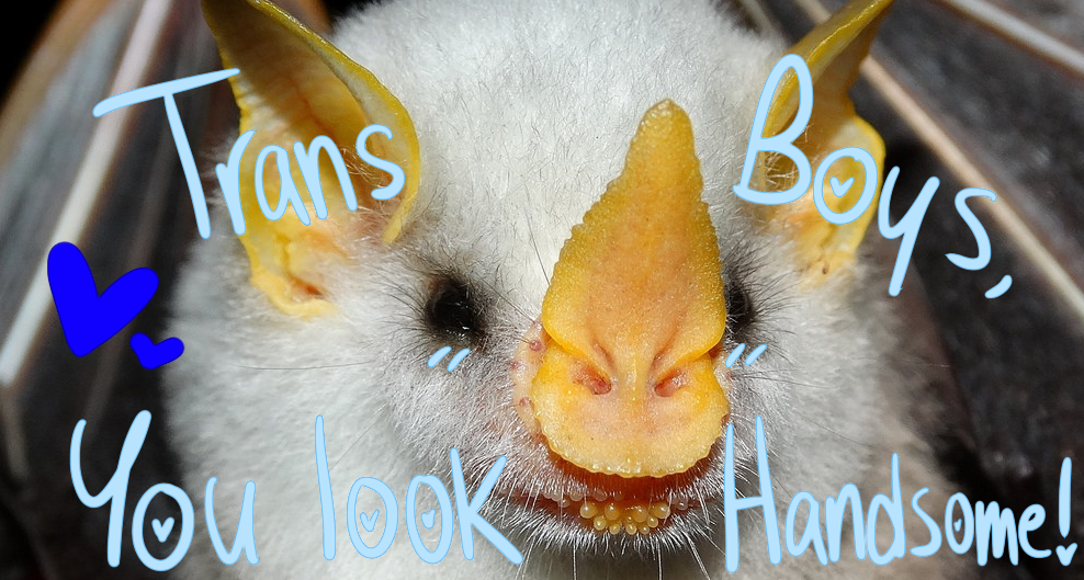 positive-bats:  A Little Bat Reminder! 