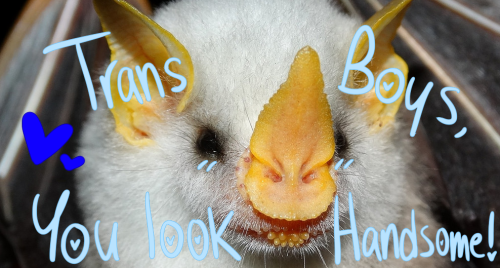 positive-bats: A Little Bat Reminder!