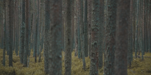 backfromrlyeh: The Ritual (David Bruckner, 2017)