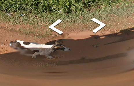 foxfamilyfeatures:it seems like this dog chased the google streetview car for a while until it lost 