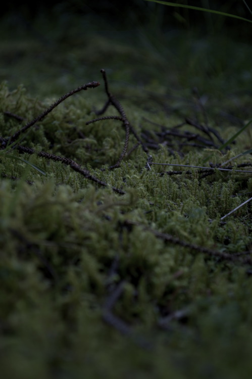 j-h-a-photography: forest moss by j-h-a-photography