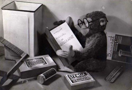 Le singe photographe lisant le Manuel de adult photos