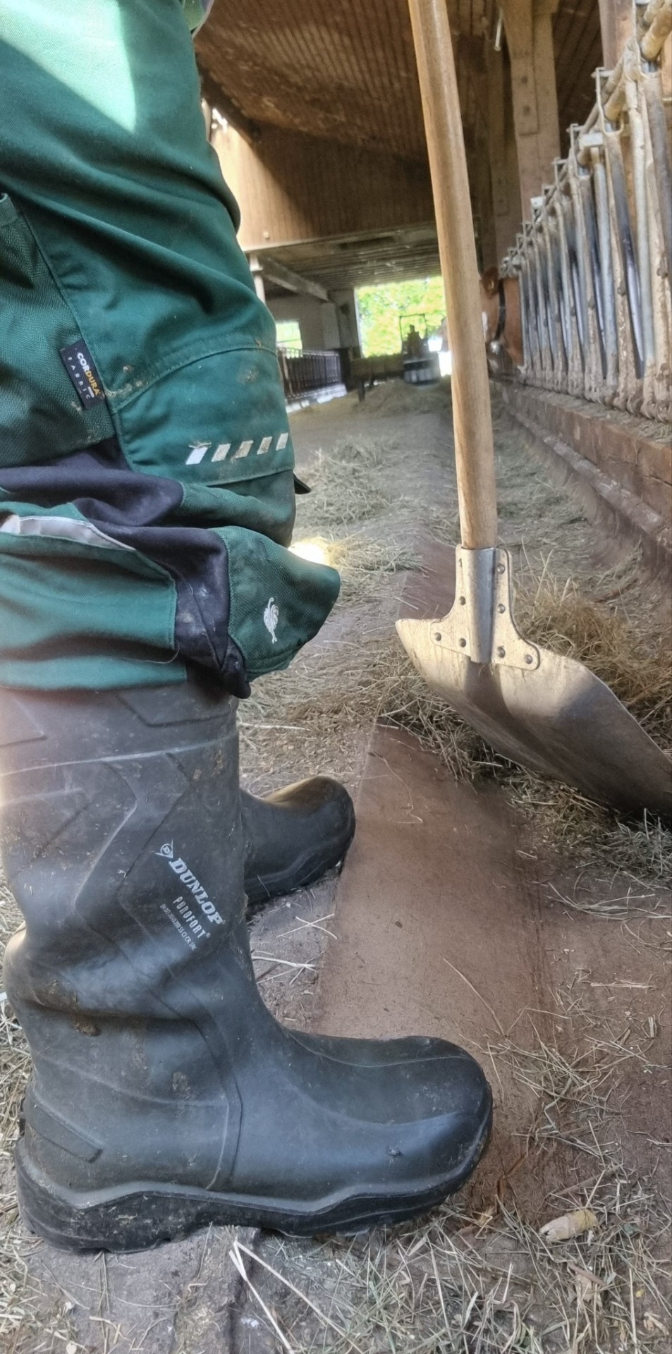 wolfdeutschland:sunrise & cleaning the stable 👨🏻‍🌾🐮www.instagram.com/wolfdeutschland