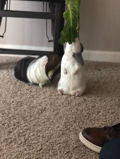 awwcutepets: Bloo sits on his little guinea butt while I feed him lettuceher name!!! Her butt!!! H