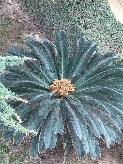 jillraggett:Plant of the DayMonday 26 February 2018In containers or planted under Cedrus (cedar) tre
