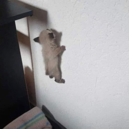 EL GATOOOOO El Gatoooo
