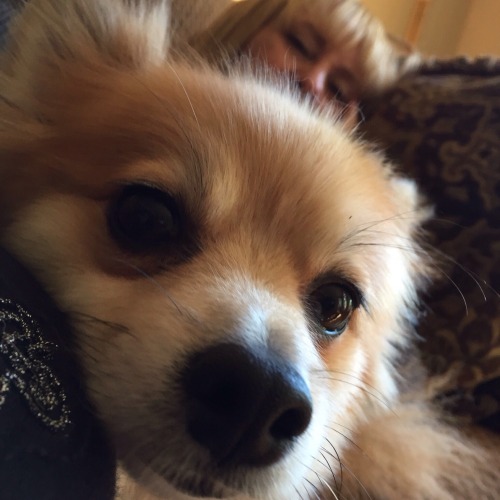 handsomedogs: This is Angus, the sweetest little rescue dog ever ❤️