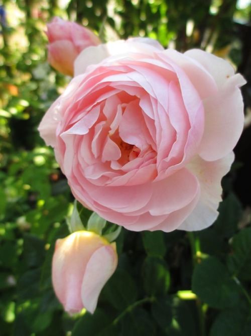 It is the rose which bloomed in spring.  イングリッシュ ヘリテージ  English Heritage (1984/David Austin/England)
