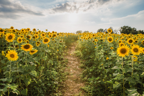 Fields of Gold III