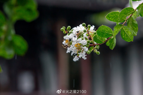 fuckyeahchinesegarden:网师园wangshiyuan, suzhou, jiangsu province by 火之星2100