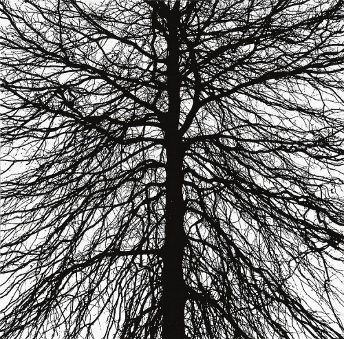 gacougnol:George A. Tice Portfolio entitled “Trees” 1964-65