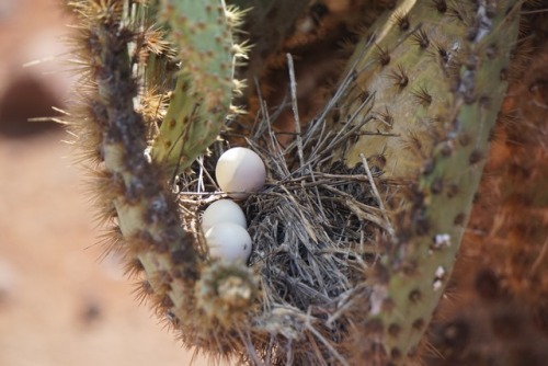 Galápagos Islands Part Two.There is an abundance of bird life on the islands, these photos represe