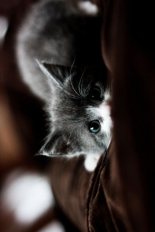 cutencats:  :  Get your daily kitten on facebook: http://ift.tt/1IC7pbr on tumblr: