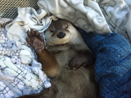 aquaristlifeforme: Raise your hand if you want cute otter pictures on your facebook feed too!!  Face