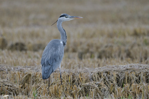 blogbirdfeather:Grey Heron - Garça-cinzenta (Ardea cinerea)Vila Franca de Xira/Portugal (10/1