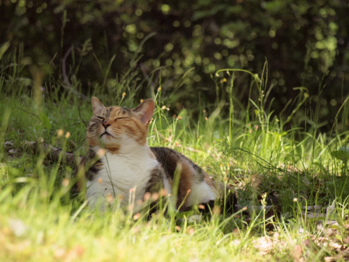 (via Toratoraneko-Living in Kyoto - 京都に暮らせば -)