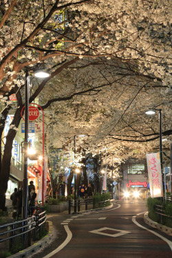 fuckyeahjapanandkorea:  桜 渋谷 大宮 (by Norio.NAKAYAMA) 