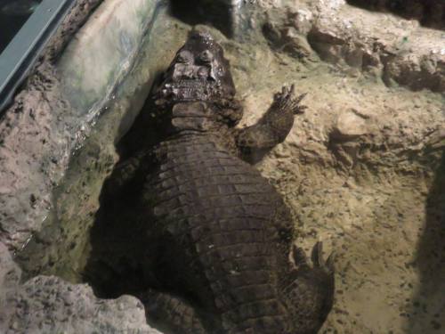 a-dinosaur-a-day: American Museum of Natural History, Part 20: CROCODILIANS!The “Crocs: Ancient Pred