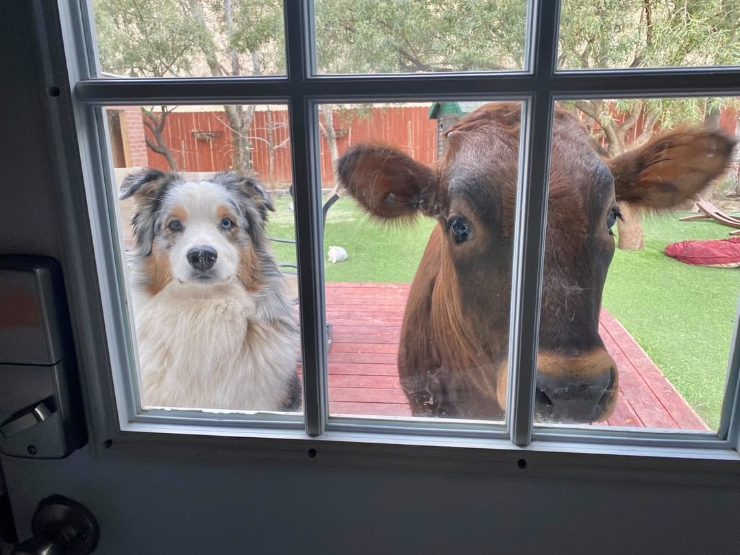 let a baby cow into your home and life. theyll grow on you via gentle barn