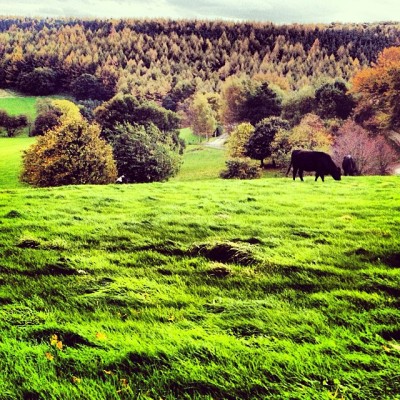 #cow #cattle #pasture #farm #greatoutdoors #nature #westyorkshire #yorkshire #england #countryliving