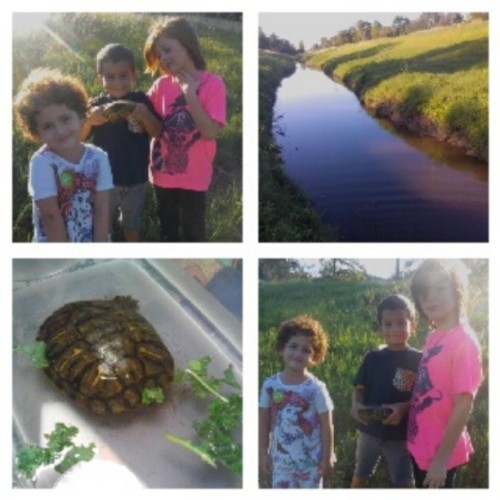 The release of our rescued turtle! We took him back home to the bayou…farewell. #rescue #turt