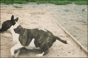 why-animals-do-the-thing:roombavoomba:4gifs:When Doris gets going in her sandbox, you better stand b
