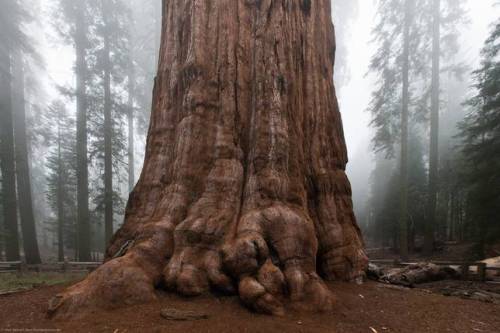 just-breezy:Happy Arbor Day – here are some amazing treesConsidered the world’s oldest t