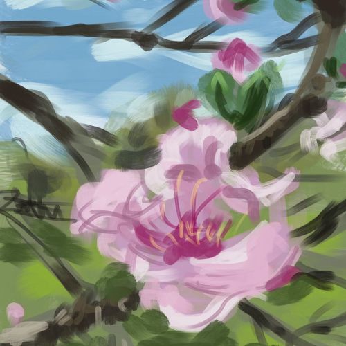 Digital painting with @procreate pocket of an early blossom Cherry Blossom at @laarboretum. #retoyma