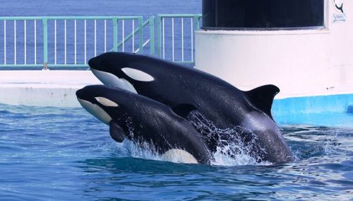 Gender: FemalePod: N/APlace of Capture: Born at Kamogawa Sea World, JapanDate at Capture: Born July 